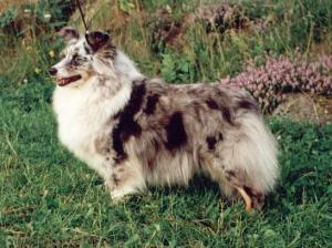 CELIE z Davelského kaňonu CS