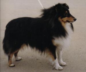 CESO Moravské srdce CS