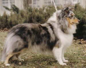 DÁJA Moravské srdce CS