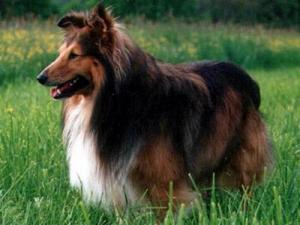 EDDY GOLD z Černé hlásky CS