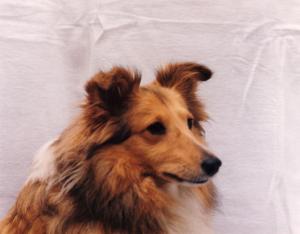 ENAMOUR GOLD Dančice CS