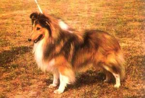 FELTHORN BEACHCOMBER