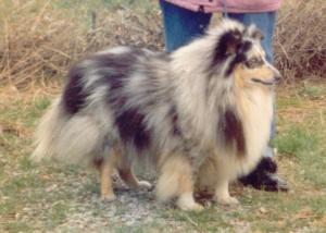 IAVAN Vlčí Žleb CS