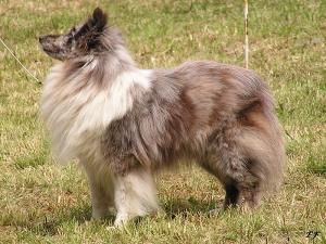 ROCK'N ROLL z Ďáblovy studánky CS