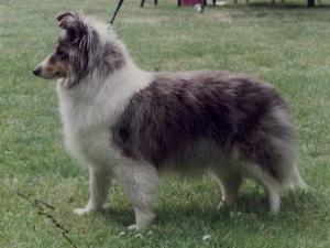 SCARLETT O'HARA z Ďáblovy studánky CS