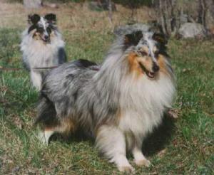 Shemaur Neraklee Nicholas