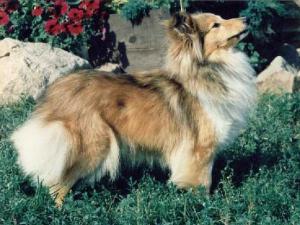 UMBER DOLL z Ďáblovy studánky CS