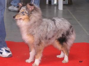 AARON ze Souhvězdí Orionu