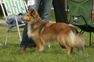 ABBYGALE Family Gold