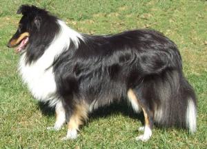 ADELLYN od Samohelky