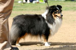 Afra Moravské srdce