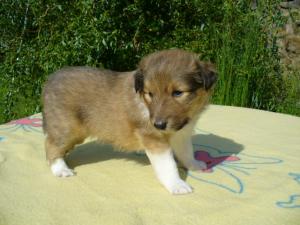 AFRICAN GOLD z Českého dvora