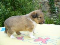 AFRICAN GOLD z Českého dvora