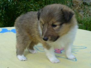 AIMEE GOLD z Českého dvora