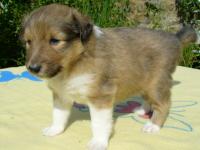 AIMEE GOLD z Českého dvora