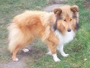 Aisha Gold Ria-Henria