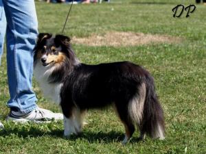 Aisha Tudor Anděl snů