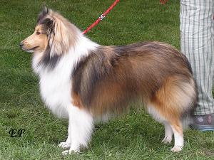 AJLEE z Duhové aury