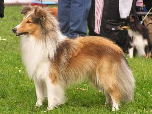 ALI GOLD z Labského ostrova