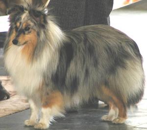 ALI z Lánských lesů