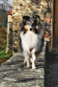 ALINA z Veselíčských lesů