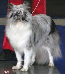 Alison Shape Balambi