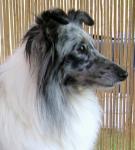 Alison Shape Balambi