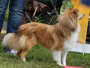 ALLI GOLD z Českého dvora