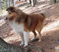 ALLI GOLD z Českého dvora