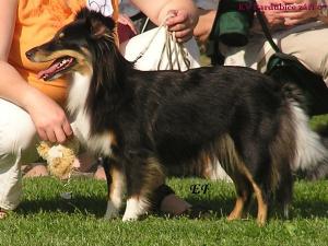 ALLKAMSA Malý pasáček