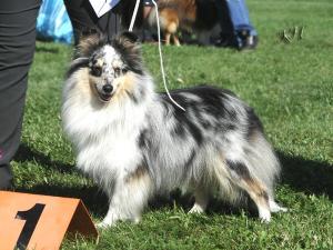 AMÁLKA od Kamenité říčky