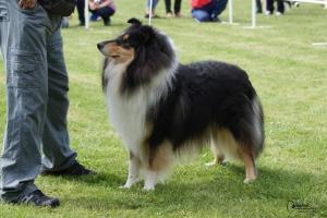 Buon Giorno New Marton