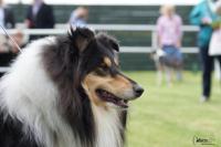 Buon Giorno New Marton