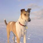 Girlie Krásná Louka