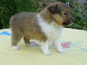 AMÉLIE GOLD z Českého dvora