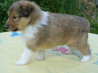 AMÉLIE GOLD z Českého dvora