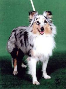 ANDROMEDA BLUE z Benešovské zahrady