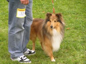 ANDY Alexandria Gold