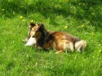 ANDY Alexandria Gold