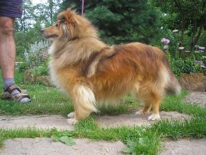 ANGIE GOLD z Bystrckého údolí