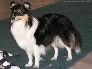 Angie Tudor Anděl snů