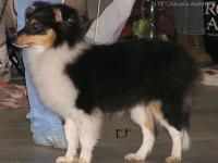 Angie Tudor Anděl snů