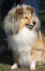 Annabel Moravské srdce