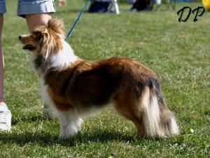 ANNIE GOLD z Holické stráně