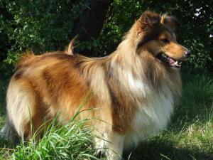 APOLÉNA z Pozdeňské vísky