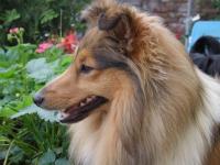 APOLÉNA z Pozdeňské vísky