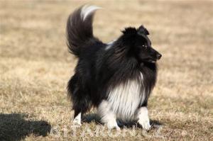 ARGENTUM BIBLACK Barabel