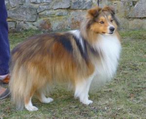 ASLAN z Polické Krčmy