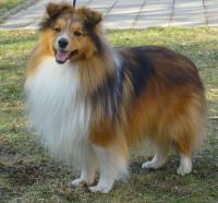 ASLAN z Polické Krčmy