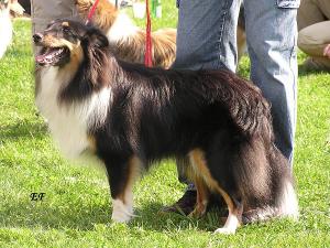 ASTERIX ze Souhvězdí Orionu